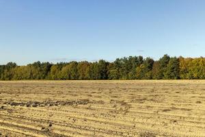 höst skog med träd under blad falla foto