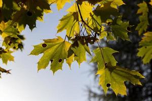 gulning lönn lövverk i de höst säsong foto