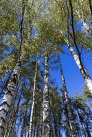 solig höst väder i en björk skog med en blå himmel foto