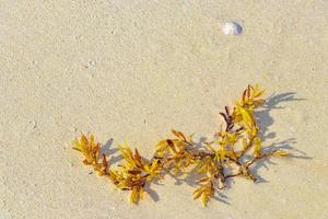 färsk gul tång havsgräs sargazo strand playa del carmen Mexiko. foto