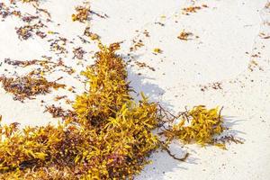 färsk gul tång havsgräs sargazo strand playa del carmen Mexiko. foto