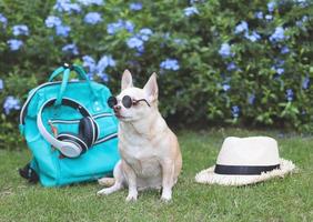 brun kort hår chihuahua hund bär solglasögon Sammanträde med resa Tillbehör, ryggsäck och hörlurar och hatt i de trädgård med lila blommor. reser med djur- begrepp. foto