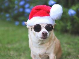 brun kort hår chihuahua hund bär solglasögon och santa claus hatt Sammanträde på grön gräs i de trädgård med lila blommor och kopia Plats, ser bort. jul och ny år. foto