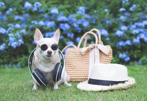 brun chihuahua hund bär solglasögon och hörlurar runt om nacke Sammanträde med sugrör väska och hatt på grön gräs i de trädgård, redo till resa. säker resa med djur. foto