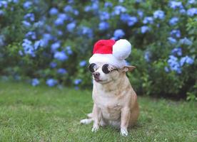 brun kort hår chihuahua hund bär solglasögon och santa claus hatt Sammanträde på grön gräs i de trädgård med lila blommor och kopia Plats, ser bort. jul och ny år. foto