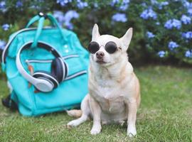 brun chihuahua hund bär solglasögon och hörlurar runt om nacke Sammanträde med ryggsäck i de trädgård med lila blommor. reser med djur- begrepp. foto