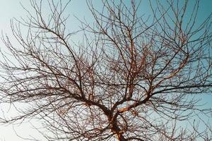 grenar utan löv av en graciös träd mot de bakgrund av en blå solnedgång himmel. foto