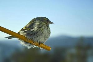 siskin fågel Foto. foto