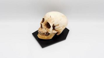 mänsklig skalle huvud modell tillverkad från rasin plast. foto