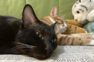 svart kattunge sover på en säng på Hem. ljuv drömmar inhemsk husdjur foto