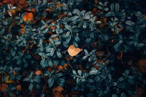 torr blad liggande på en färsk blåbär buskar på en jord foto