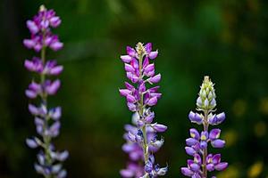 lila lupin blommor i de fält foto