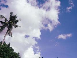 kokos handflatan träd med blå himmel, vacker tropisk bakgrund. foto