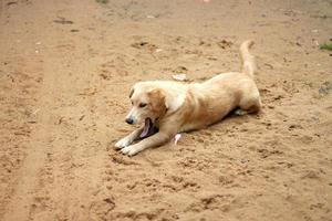 valp yoga på de sand. foto