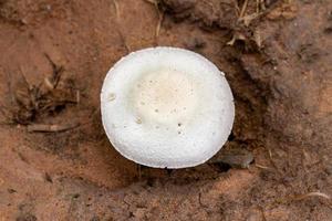 vit svamp den där inträffa under de regnig säsong. foto