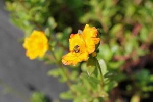 blomma Portulaca oleracea blomstrande i de morgon- Sol i de sommar av thailand foto