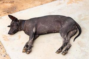 en svart hund är sovande på de betong jord foto