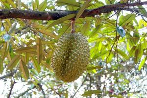 Durian träd, färsk Durian frukt på träd, durians är de kung av frukter, tropisk av asiatisk frukt. foto