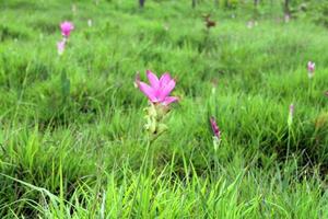 rosa siam tulpan blommor är kallad krachai blomma , gurkmeja sessilis blommor fält är blomning i regnig säsong på de berg skön landskap. foto