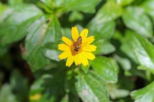 ett bi är sugande nektar från de singapore dagligen blomma i de dagtid, ett bi är fastnar till de gul blommor på en klar dag. foto
