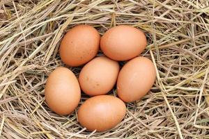 många brun ägg på ris halm.den fördelar av ägg är rik i vitaminer och mineraler av olika typer, sådan som b vitaminer, vitamin c, vitamin d, vitamin e, vitamin k. foto