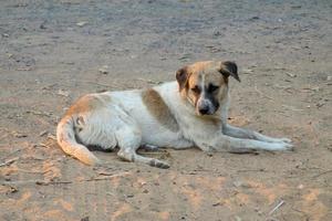 thai lokal- hund, den hund är ser för en lokal- ägare är lång borta med ögon ledsen. foto