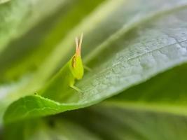 gräshoppor är en grupp av insekter som tillhör till de underordning caelifera uppflugen foto