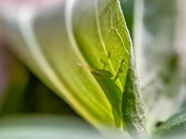 gräshoppor är en grupp av insekter som tillhör till de underordning caelifera uppflugen foto