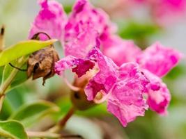 rosa crepe myrten crape blomma kronblad och ståndare foto