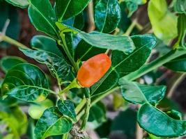liten röd kajenn peppar på organisk trädgård odla. växter den där är mat och växter foto