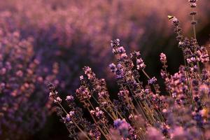 stänga upp av buskar lavendel- blomning doftande fält på solnedgång. lavendel- lila aromatisk blommor på lavendel- fält av de franska provence nära paris. foto