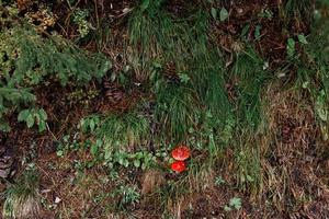 två röd flyga svamp i de skog i de falla. topp se foto
