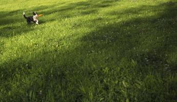 hund på en promenad. löpning med de disk längs de grön gräs foto