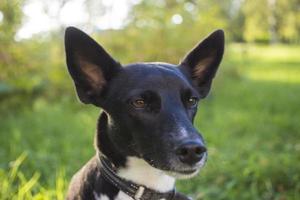 porträtt av en svart och vit hund i en parkera foto