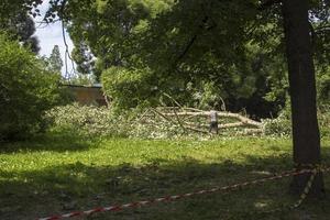 beskärning träd. slakt av en poppel. säsong- beskärning av träd i de stad parkera service. foto