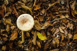 giftig svamp med skog löv fotograferad från ovan foto