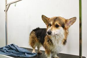 corgi welsh pembroke med våt handduk stående på hund grooming tabell i salong efter badning. sällskapsdjur vård, friskvård, spa, hygien, skönhet av djur begrepp. närbild foto