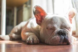 fransk bulldog valp sova