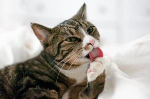 söt katt tvättar sig med tungan på vit bakgrund foto