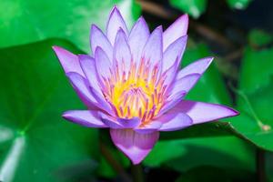 violett lotusblommacloseup