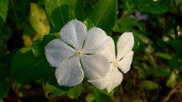 madagaskar snäcka blomma på en växt foto