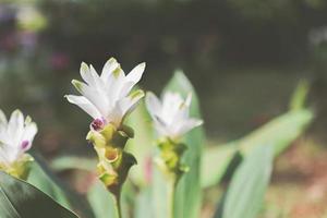 tre skön vit blommor fokus på de blomma foto