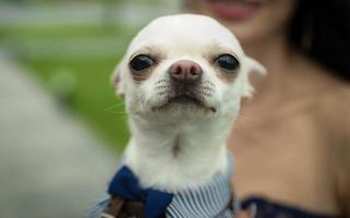 chihuahua hund i de hand i kostym foto