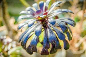 aeonium arboreum var. atropurpureum f. nigrum schwarzkopf med rosetter foto