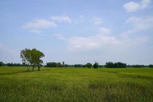 ris fält och himmel enkel atmosfär i lantlig thailand. foto