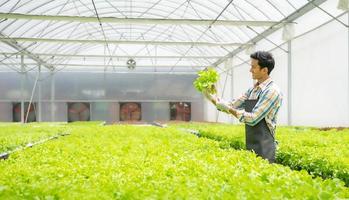 asiatisk man växande sallad vegetabiliska i hydroponiska växthus små företag lantbruk odla. manlig trädgårdsarbete ägare stolt producera organisk plantage friska sallad, vegetarian mat i urban trädgård foto