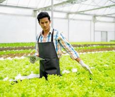asiatisk man växande sallad vegetabiliska i hydroponiska växthus små företag lantbruk odla. manlig trädgårdsarbete ägare stolt producera organisk plantage friska sallad, vegetarian mat i urban trädgård foto