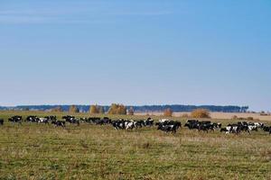 besättning av kor betning på grön fält i en sommar dag foto