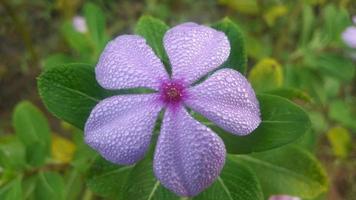 madagaskar snäcka blomma på en växt foto