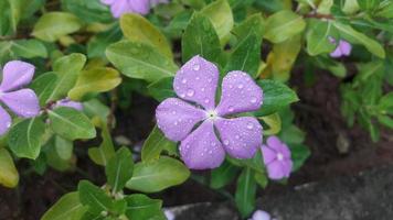 madagaskar snäcka blomma på en växt foto